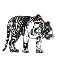 Color sketch of a striped tiger with transparent background
