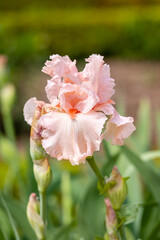 Iris Happenstance flower cultivated in a garden