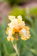iris Fashion Designer flower cultivated in a garden