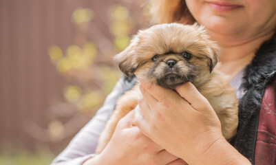Cute and funny tiny Pekingese dog. Best human friend. Pretty golden puppy dog  