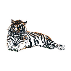 Color sketch of a striped tiger with transparent background