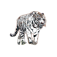 Color sketch of a striped tiger with transparent background