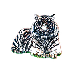 Color sketch of a striped tiger with transparent background
