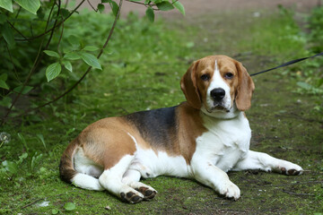 beagle dog close up portrait on green grass background