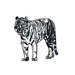Color sketch of a striped tiger with transparent background
