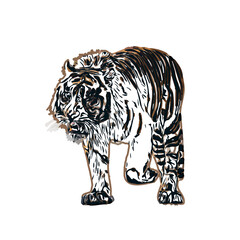 Color sketch of a striped tiger with transparent background