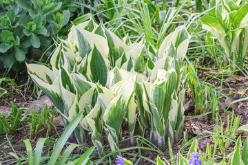 Obraz premium Bush of a perennial decorative hosta in a summer country garden.