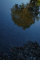 Fototapeta na wymiar Tree reflected in shallow lake shore