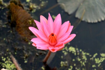 Detailed close-up shot of a beautiful water lotus in bloom, showcasing its pink petals.