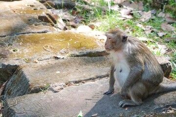Obraz premium A fluffy monkey positioned on stone slabs, captured in a cute animal portrait