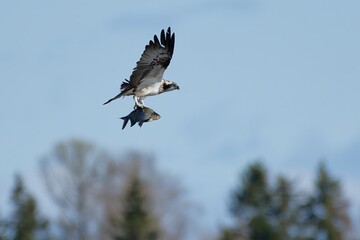 Osprey carrying sizeable common bream accross the sky after catching it just few seconds before on a lake in Western Finland in early May 2023.