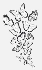 Composition of group black and white butterflies flying in a flock.