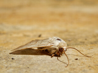 Treble Lines Moth (Charanyca trigrammica) found on a porch floor in Dordogne, France
