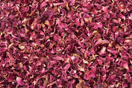 red rose background