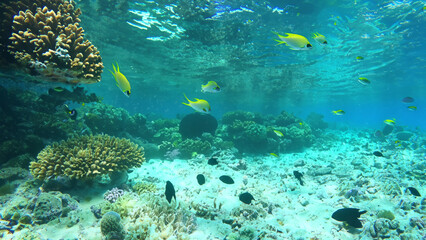 Fototapeta na wymiar Wonderful and beautiful underwater world with corals and tropical fish. - generative ai