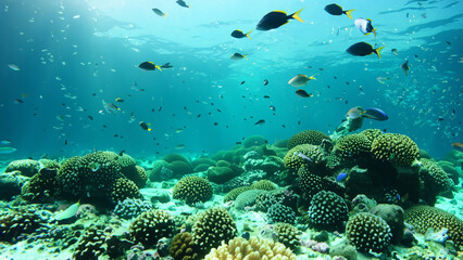 Naklejka na ściany i meble Wonderful and beautiful underwater world with corals and tropical fish. - generative ai