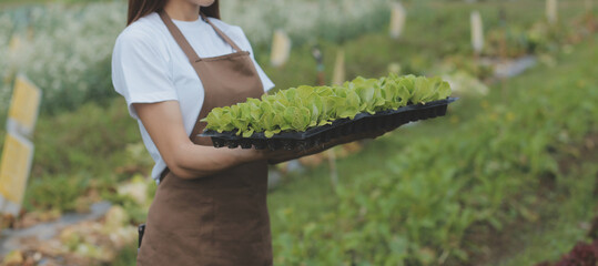 woman in the hydroponic vegetable farm grows wholesale hydroponic vegetables in restaurants and...