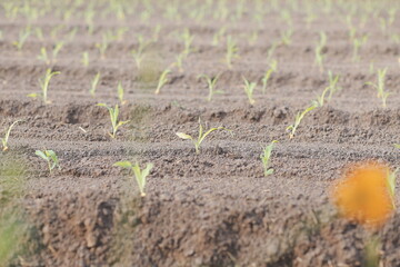 woman in the hydroponic vegetable farm grows wholesale hydroponic vegetables in restaurants and supermarkets, organic vegetables. new generations growing vegetables in hydroponics concept