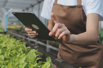 woman in the hydroponic vegetable farm grows wholesale hydroponic vegetables in restaurants and supermarkets, organic vegetables. new generations growing vegetables in hydroponics concept