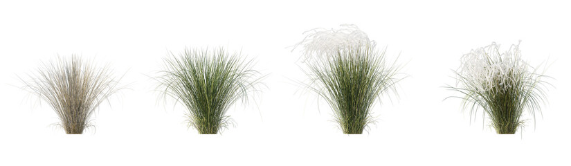 Set of Stipa pennata common name European feather grass or Orphan maidenhair grass isolated png on a transparent background perfectly cutout high resolution