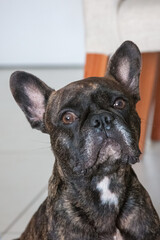 Black color french bulldog looking up and forward