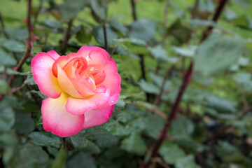 Beautiful flower rose bicolor petals pink and yellow leaves beautiful nature macro view