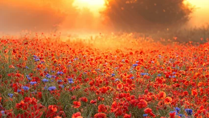 Poster A misty sunrise on a poppy field, Denmark © Nick Brundle