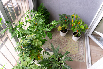 Top view of the bushes of vegetables, cherry tomatoes and hot peppers grown at home on the balcony