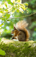 Red squirrel on a tree