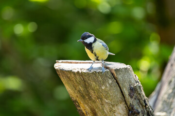 blue tit bird on a woodland log