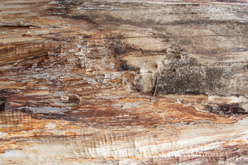 madera, textura, corteza