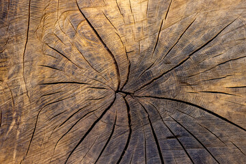 Cross section of a tree trunk.
