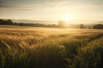 Fototapeta na wymiar wheat field, with the sun shining down, providing a peaceful and serene setting, created with generative ai