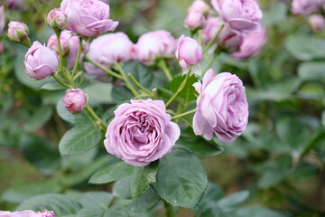 青いバラ　Blue Roses