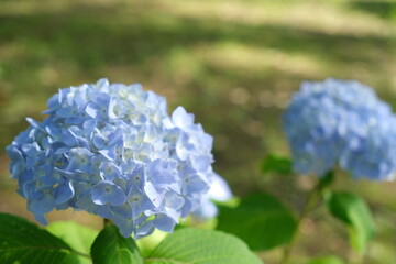 青いアジサイ　blue hydrangea (Hydrangea macrophylla)　
