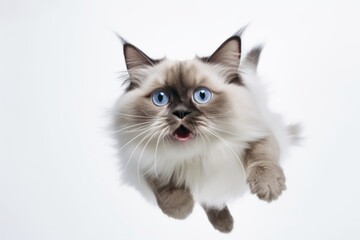 Medium shot portrait photography of a funny ragdoll cat pouncing against a white background. With generative AI technology