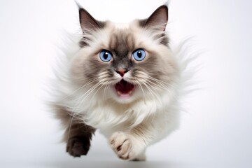 Fototapeta na wymiar Medium shot portrait photography of a funny ragdoll cat pouncing against a white background. With generative AI technology