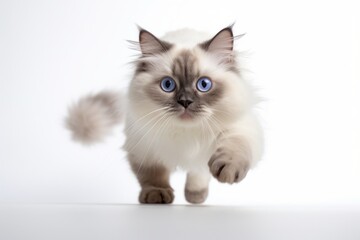 Obraz premium Lifestyle portrait photography of a cute ragdoll cat pouncing against a white background. With generative AI technology