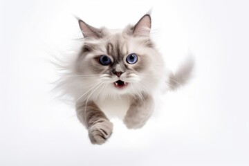 Obraz premium Medium shot portrait photography of a funny ragdoll cat pouncing against a white background. With generative AI technology