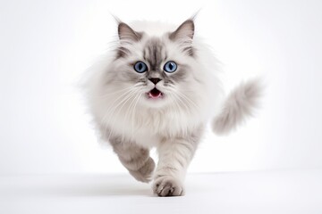 Medium shot portrait photography of a smiling ragdoll cat hopping against a white background. With generative AI technology