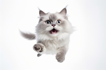 Environmental portrait photography of a happy ragdoll cat leaping against a white background. With generative AI technology