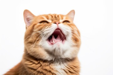 Lifestyle portrait photography of a smiling exotic shorthair cat murmur meowing against a white background. With generative AI technology