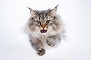 Fototapeta na wymiar Medium shot portrait photography of a smiling siberian cat running against a white background. With generative AI technology