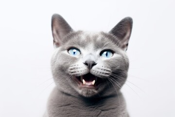 Medium shot portrait photography of a happy russian blue cat skulking against a white background. With generative AI technology