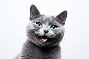 Medium shot portrait photography of a happy russian blue cat skulking against a white background. With generative AI technology - obrazy, fototapety, plakaty