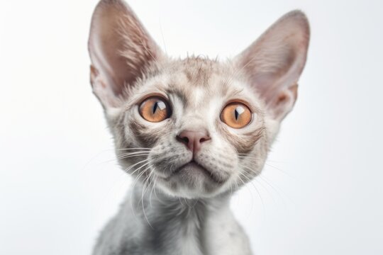 Close-up portrait photography of a funny devon rex cat back-arching against a white background. With generative AI technology