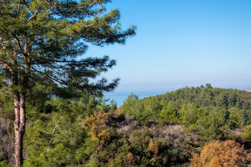 Obraz premium A scenic view of pine trees spread across green hills, with the Mediterranean sea visible in the distance