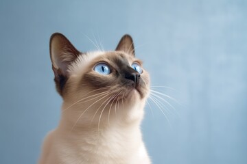 Medium shot portrait photography of a happy siamese cat investigating against a minimalist or empty room background. With generative AI technology