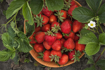 Close up shot of freshly picked ripe red strawberries in the wooden bowl among the green leaves of strawberry bushes in the garden. Yield of berries in the summer. Flat lay