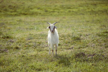 Goat in field